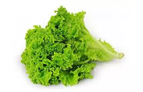 Lechuga Crespa