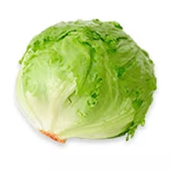 Lechuga Batavia